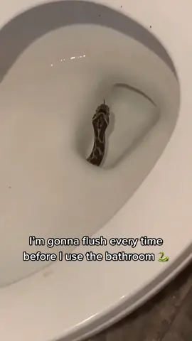 This is one of my biggest fears 😳 🎥 IG/augustus_west #ladbible #fyp #foryoupage #snakesoftiktok #snakehead #toilettok