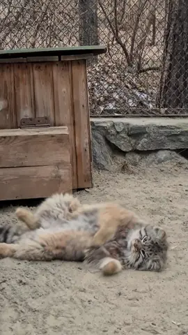 The season of paws on a tail is over. Pallas’s cat Zelenogorsk opens a sand bath season 😻 #manul #manuls #pallascat #pallasscat #cat #wildcat