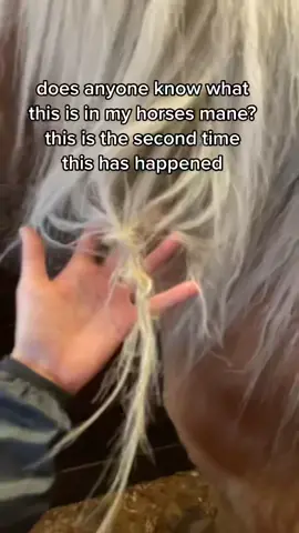 The first time it happened her mane was braided and the one braid wasn’t there and it had this instead of it and the other braids were still intact #MoveWithTommy #greenscreenvideo #horse #horsetok #horsemane #mane #horsebraid #horsesoftiktok #pleasehelp #pleaseshare #horses #fyp #foryou #foryoupage #makethisvideogoviral