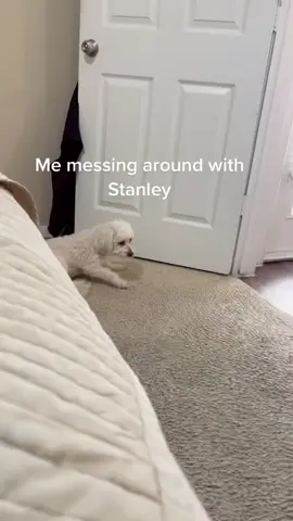 Don’t come for me y’all. I always mess around with him like this lol. #dogsofttiktok #doglover #doglife