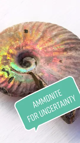 Ammonites for uncertainty #crystals #fyp #foryoupage #crystalhealing #crystal #crystaltok #ammonite