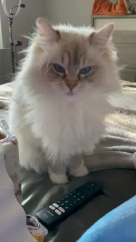 How can something so cute be so mean 😢 i oh thought she would of liked the cross stitch