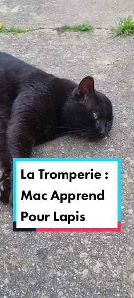 La tromperie : Mac apprend pour Lapis #chat #chatquiparle #doublage #doublagedevoix #animauxquiparle #humour #marrant #animauxdrole #animaux_rigolos #lol #mdr