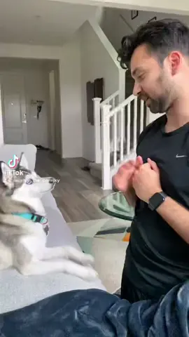 High five, too slow! 😂😂😂 #highfive #dogs #funnydog #pets #fyp