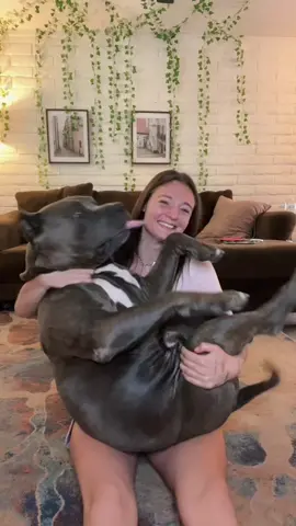 Diesel just allows me to do whatever 😂🥰🦍 #dog #bigdog #canecorso