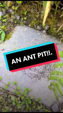 An ANT pit! #fyp #ants #wtf #wow #hatebreed