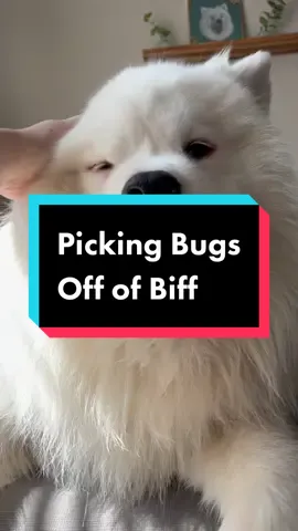 Do they just fly into his fur or are they mesmerized by the giant swiffer???? 🤪