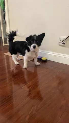 It’s happy hour somewhere in the world right now. #hungerforwords #hunger4words #dogs #dogsoftikok #purplebutton #corgipoo #corgipoodle #corgipoodlemix #fyp #foryou #foryoupage #takeashot