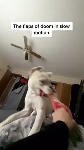Beware of the boxer flaps of doom 😂 #funnydogs #boxerdog #whiteboxer #doghumor #dogcomedy #slomo