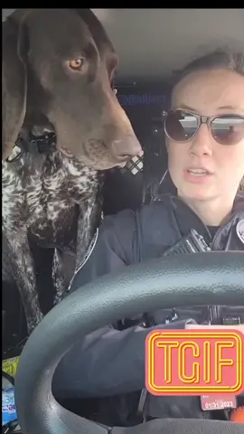 the audacity. #gspoftiktok #gspoftheday  #dogsofttiktok  #funnyvideos  #fyp #TalkingTree #policek9