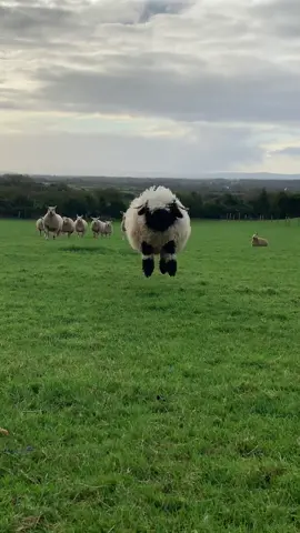 Send this to someone who needs to see Indy bouncing with excitement for biscuits!!! 😅 #Sheep #Funnyanimals #Earthday #Farmanimals #Agritok #Ireland