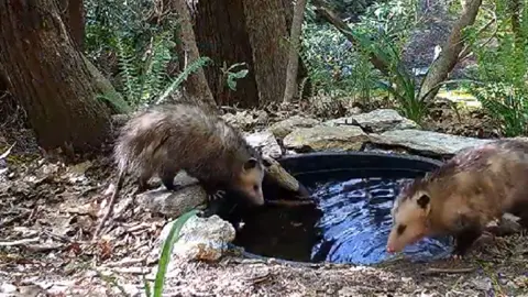 Made a small pond for the animals. Part4#animal #animals #nature