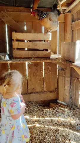 Halle Jo having an “Elmyra” moment in the chicken coop this morning. She would smother them all if she could. #fyp #babiesoftiktok #toddlersoftiktok #chickensoftiktok #farmtok