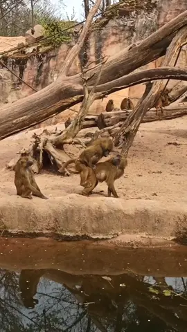 #fy #fyp #viral #viralanimals #animals #zoo #funnyvideos #funnyanimals