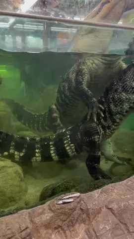 This is what an American Alligator 🐊 sounds like when it is bellowing😳. Darth and Gomer were showing off the other day😁 It’s so cool to see what it looks like from underwater🌊 •••#zoo #nature #animal #education #reptile #zoolife #alligator #crocodile #wildlife #wild #crazy