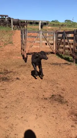 Nossa alegria de todo dia 😂❤️#bufala ##bufalasleiteiras #gadoleiteiro #pecuaria #pecuriabrasil #agro #fazenda #vidanocampo #caipira #produtor #fy #campo #agrorotina #produtorrural #bufalo