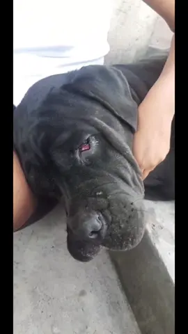 R.I.P baby #zola #mastiff #canecorso #fyp