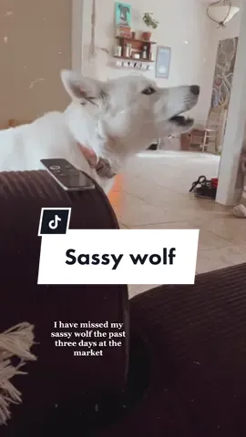 In case you needed a little laugh today, here’s the sassiest wolf being extra talkative today 💛 #wolf #wolfdog #dogsofttiktok #doglover