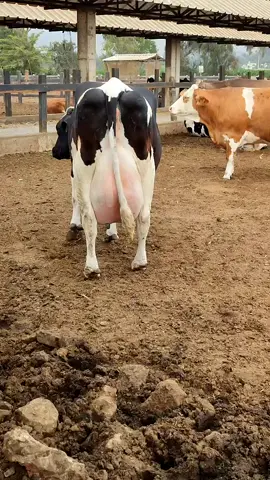 Vaca Holstein preñada🐄 #holstein #vacaslecheras #leche #vaca #viral #ganaderia