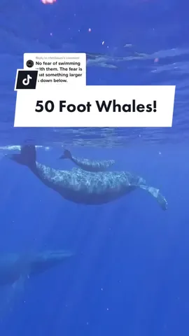 Reply to @nfehlbaum  #ocean #whale #thalassophobia #deepwater