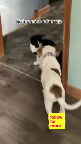 So far no hissing or fat tail so I’d say we are doing good getting along. #puppiesoftiktok #catsoftiktok #delidog #Mocha