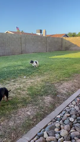#doxiesoftiktok #ryleeblue #fyp #funny #Totinos425 #cute #puppy