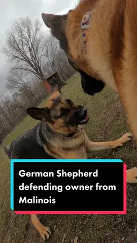 That’s a first. Pretty cool to see not gone lie #malinois #germanshepherd #dog #pet #pov #DogTraining #foryou #tipsandtricks #hi #trend
