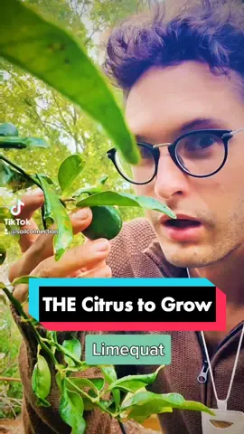 Maybe the only citrus that will grow in your area? The tree I believe we should have. Useful and medicinal in every use? The Lakeland Limequat. I wish I knew the breeder. He knew a thing or two. Watch other vids to make sure you plant and water right! #grow #lime #fyp #hype #garden #inspiration #revolution #yes