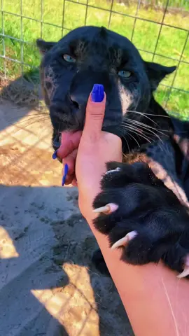 Gemini Boops, kisses & claws #NOTpets #jaguar #jag #blackjaguar #blackpanther #bigcat #bigcats #stunning #beautiful #gorgeous #amazing #boop #boops #gemini #cat #cats #boopthesnoot #animal #animals #fl #florida #fyp