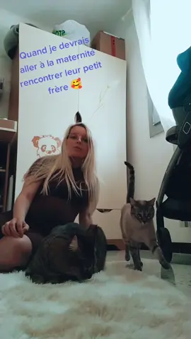 Ils sont pas du tout coopératifs 😂 #grossesse #pregnancy #pregnant #mumsoftiktok #mum #pourtoi #chat #chats #cat #catsoftiktok #cats