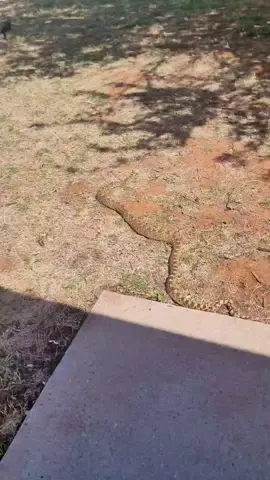 A big fat NOPE ROPE. #oklahoma #funny #snake #nahfam #byefelicia