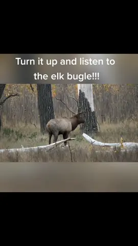 Have you ever heard elk bugle in September!? Turn up your volume, sit back and enjoy the sounds of fall!                                #elk #wildlifephotographer #wildlife #photographer #Montana #bugle #elkhunting #wildanimal #animals #406montana