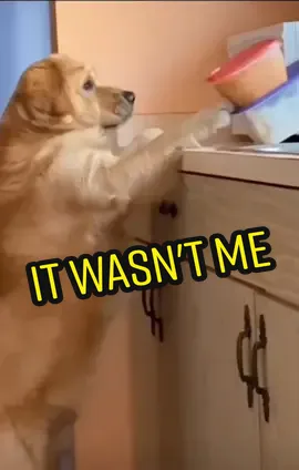 Guilty as charged #dog #dogsofttiktok #guilty #goldenretriever #foryou #fyp
