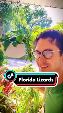 Florida reptiles! These are your friends! They don't hurt or bite! They will fight each other though. They eat ants and really any bugs they can fit in there mouth. Embrace them 🤭🥳😂 #florida #lizards #fyp