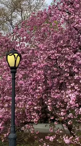 April… 🌸 #monthlyrecap #nyc