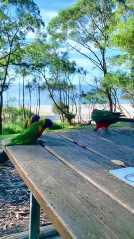 Friendly parrots #australia #kingparrot #rosella #rainbowlorikeet #parrotsoftiktok #wildlife #cutebird #birb #fyp #friendlyanimals