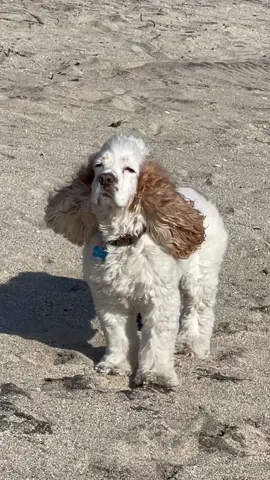 Ears about to take off in the wind #cockerspanielsoftiktok #beachlife #babydumbo