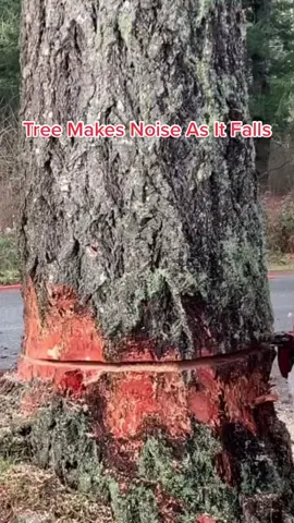 Clean Cut Along Main Road 🪵 Credit : Buckin Billy Ray Smith (YT) #treefelling #logging #trees #fyp #wood #logger #timber #asmrsounds #lumberjack #woodtok