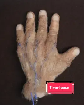 Needle felted hand for a giant stop-motion puppet ✋@tulip_film  #oddlysatisfying #crafts #handmade