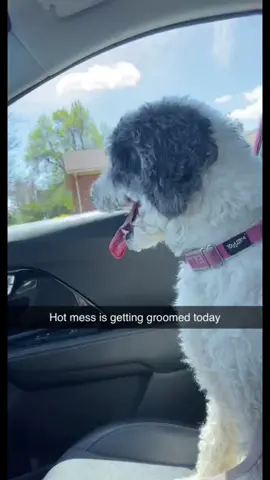 My best girl 🐩 #FORDfortheBuilders #dogsofttiktok #poodlesoftiktok #LIKEABOMBSHELL
