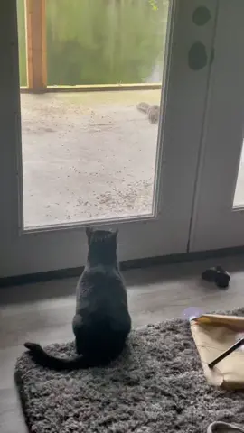 #squirrels #tuxedocat #cat #catsoftiktok #hunter
