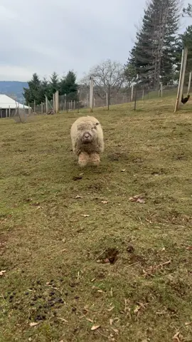 Let’s see if TikTok let’s this one stay up 🤷‍♀️ ......#sheep #lamb #ram #ewe #babysheep #babydollsheep #oldeenglishbabydoll #thedodo #dodo #baby #babyanimals #animals #cute #cuteanimals #picoftheday #animalsofig #minisheep #miniaturesheep #farm #farmlife #farmanimals #farmher #homestead #minifarm #farmstead