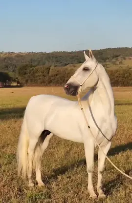 Xoque do Yuri(Pacto do Yuri x Lavínia Santa Rosa)..Ehh cavalo bom de produzir!#xoquedoyuri #marchabatida #mangalargamarchador #paixaomarchador #fy #fyp