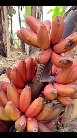 OMG! it's great 😊#fruit#nature #satisfying #oddlysatisfying #relax #fyp #asmr
