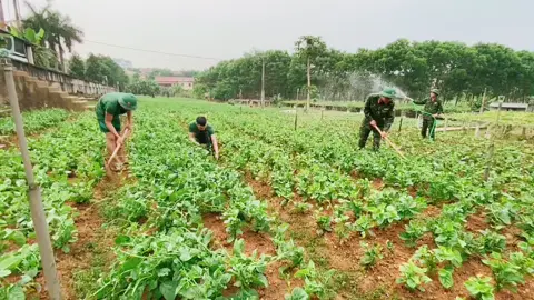 Đến giờ tăng gia nào các đồng chí ơi. Đơn vị các cậu vườn rau có rộng không 🤗🤗🇻🇳🇻🇳#qdndvn #thienduongtrongquanngu #xuhuong