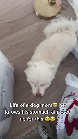 Milo Milo Milo #dogsofttiktok #doglover #doggo #dogs #dogcomedy #doglife #HPSustainableSounds #BBPlayDate #LIKEABOMBSHELL #funnydogs