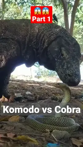 Komodo Dragon vs Cobra Snake (Komodo vs Ular Cobra) 🐍🦎 #komododragon #cobra #snake #animals #wildlife #wildanimals #jurassicpark #nature #fyp #fypp #fypage #fypシ゚viral