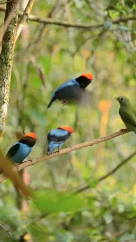 The dance of the manakins. #tangara #manakin #birdphotography #birdwatching #mataatlantica #birdsoftiktok