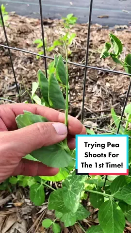 Trying Pea shoots for the 1st time! They were so tasty! 😋 #yummy #peas #peashoots #veggies #vegetables #veggiepatch #victorygarden #growfood #growyourown #growingfood #trysomethingnew #garden #gardentok #garden101 #gardening #gardeningtok #gardening101 #havefun #chickens #homestead #homesteadlife #homesteading #farm #farmlife #sliceoflife #wholesome #peaceful #happy #content #LaurelRoad4Nurses #BBPlayDate #fyp #fypシ  #fypage #foryoupage #viral