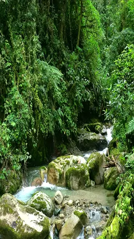 #jungle #rainforest #river